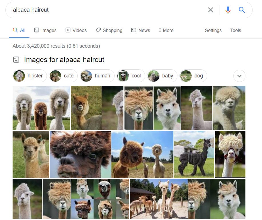 alpaca haircuts images